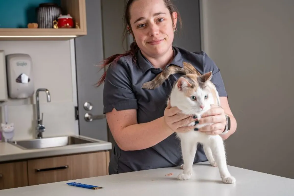 Veterinarian holding a white and tabby cat on an exam table in a clinic